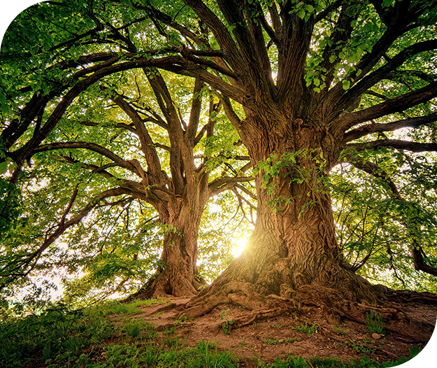 Two large trees with green leaves on a grassy hill | Grand River Cremation Services