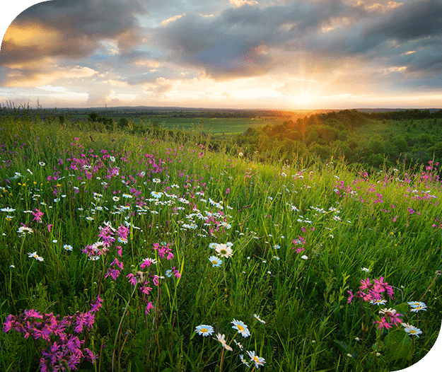 Field of flowers at sunset- Burial services from Grand River Field of flowers at sunset- Burial services from Grand River