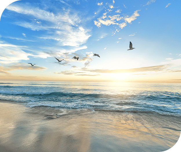 A flock of seagulls flying over the ocean at sunset- Grand River Cremation Services