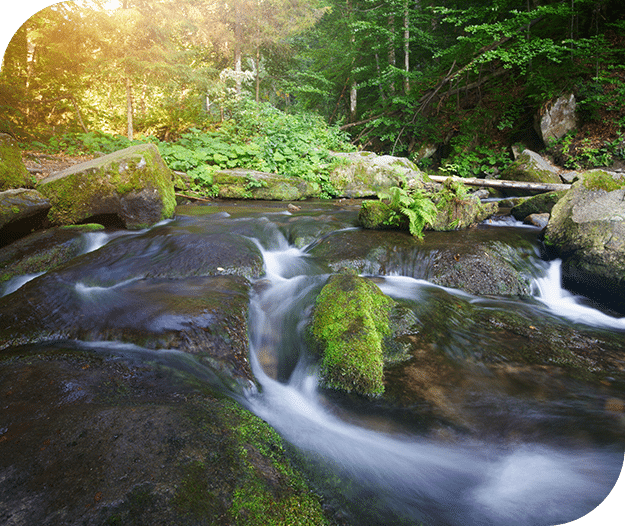Stream in a peaceful forest, funeral pre-planning in Guelph