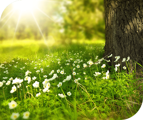 White wildflowers and a tree in a sunny park- Grand River Cremation Services