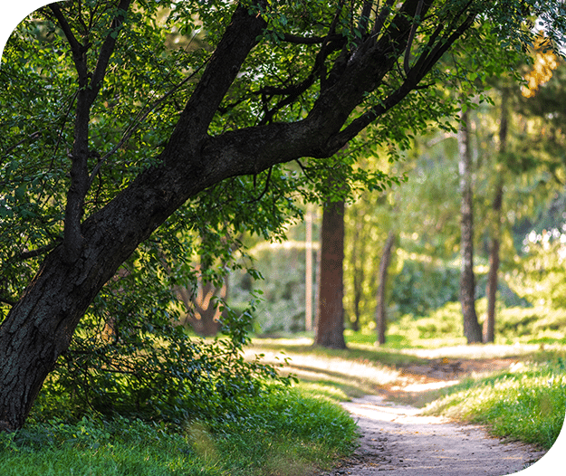 A secluded path inviting exploration in a peaceful forest- Grand River Cremation Services A secluded path inviting exploration in a peaceful forest- Grand River Cremation Services