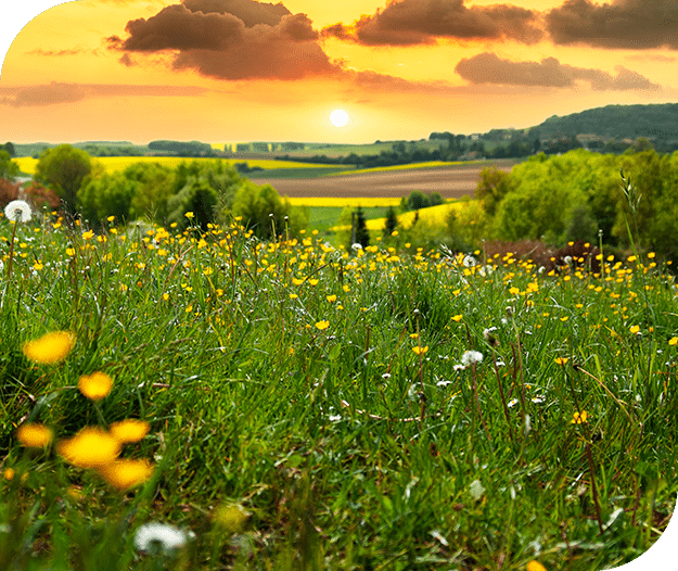 Field of dandelions and wildflowers at sunset- Grand River Cremation Services Field of dandelions and wildflowers at sunset- Grand River Cremation Services